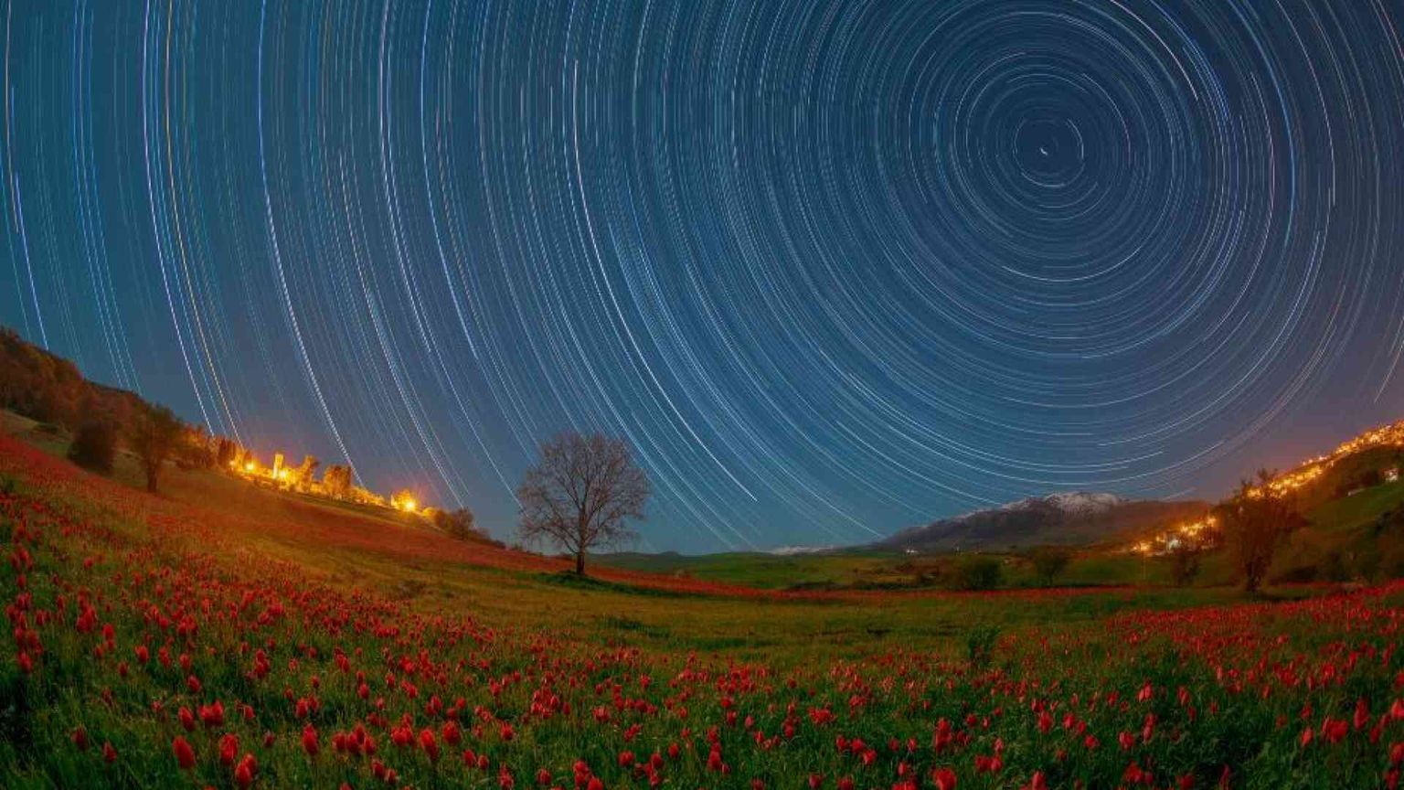 Madonna dell'Olio, la fioritura dei tulipani nel “deserto” della Sicilia