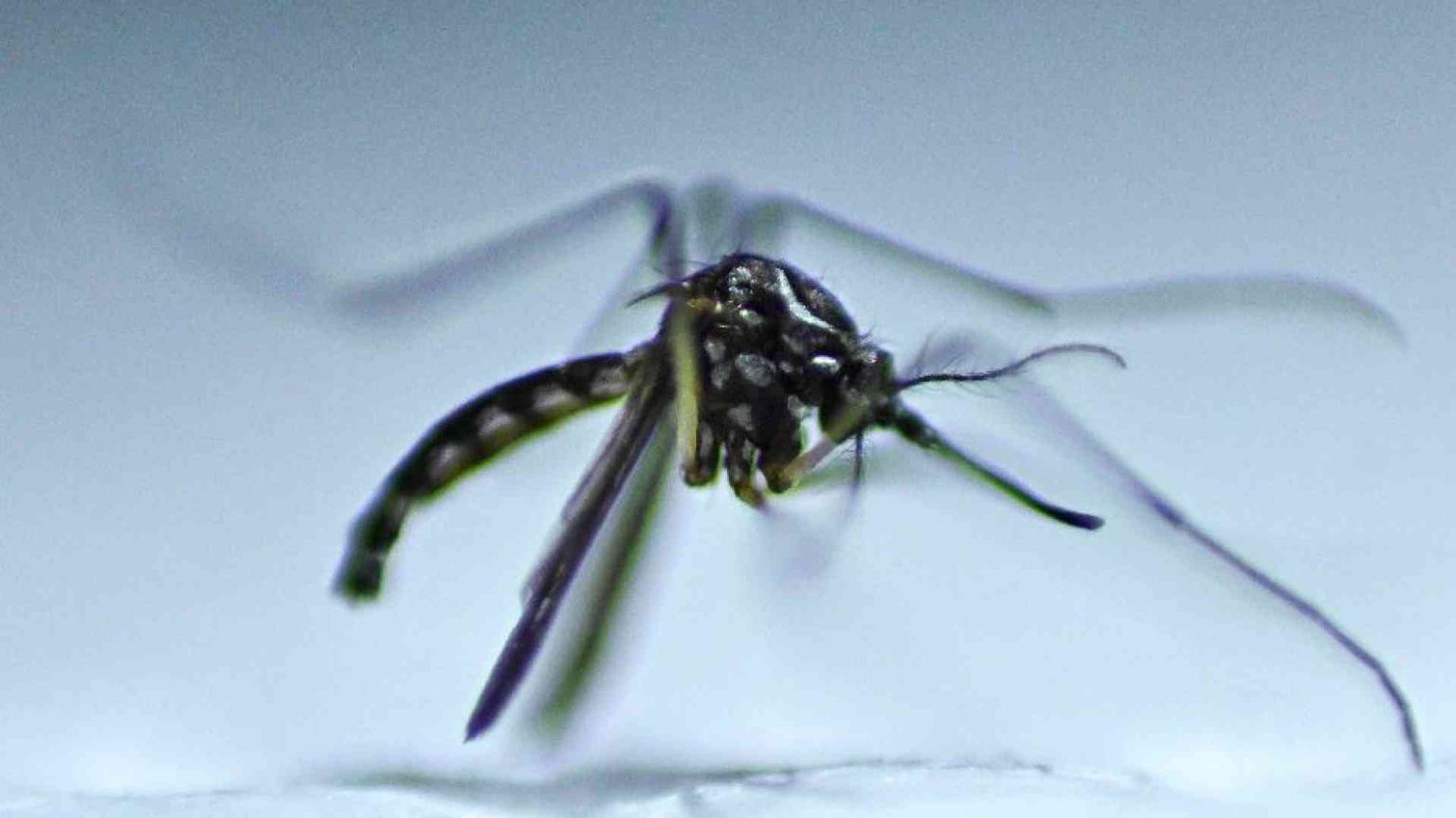Con la dengue l’America si avvia verso la peggiore epidemia della storia