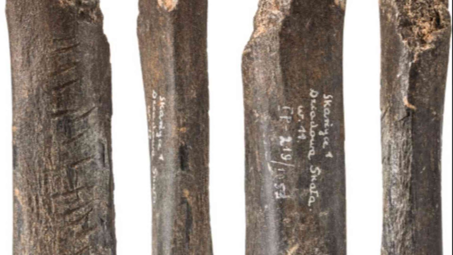 Polonia: in un osso d'orso il simbolismo dell'uomo di Neanderthal