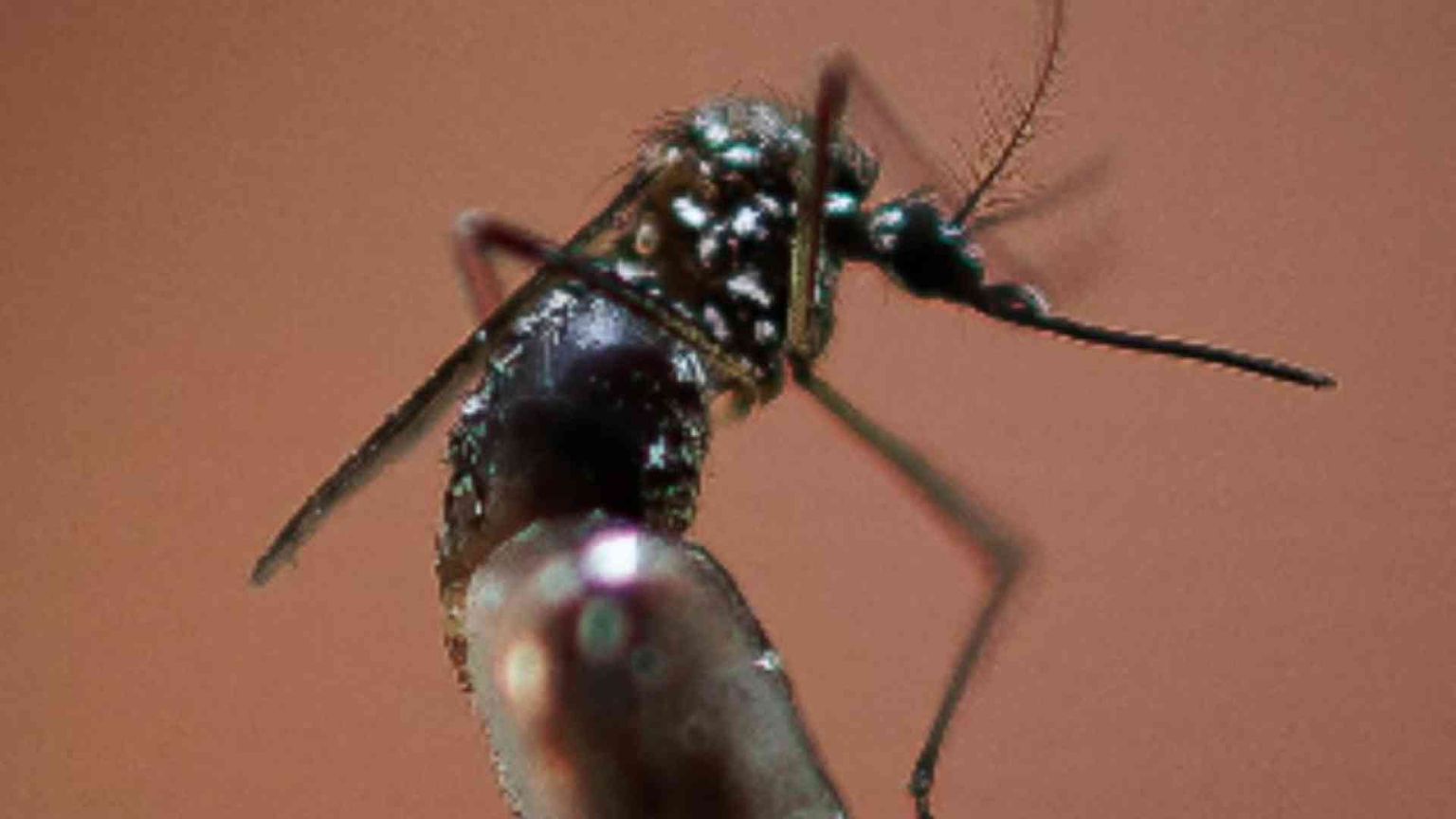 Genova, due nuovi casi. Ma gli esperti: no agli allarmismi