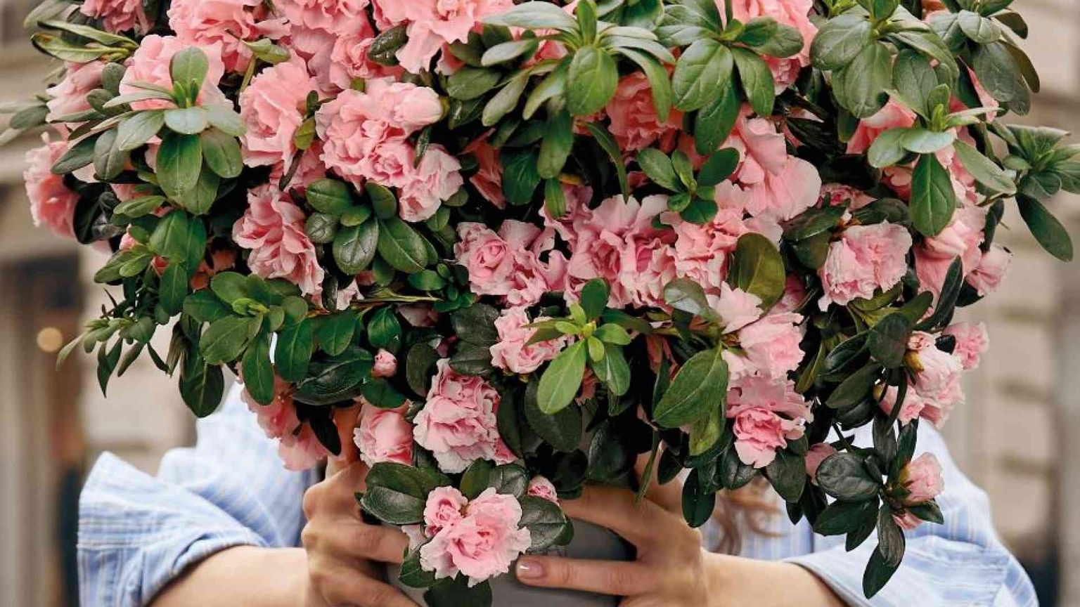 Azalea della Ricerca, 300 milioni in 40 anni. E tanti traguardi raggiunti