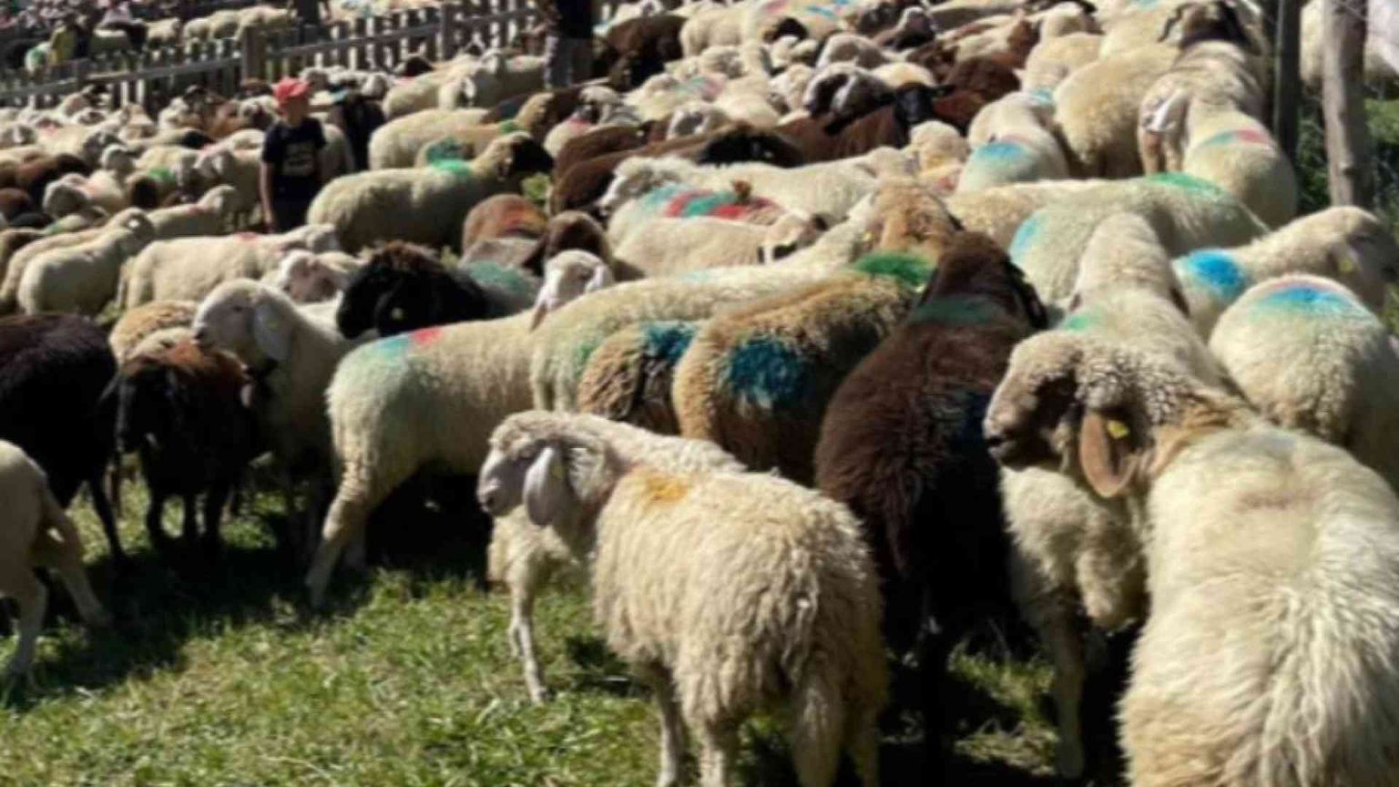 Quattro pecore iscritte a scuola per non far chiudere la classe