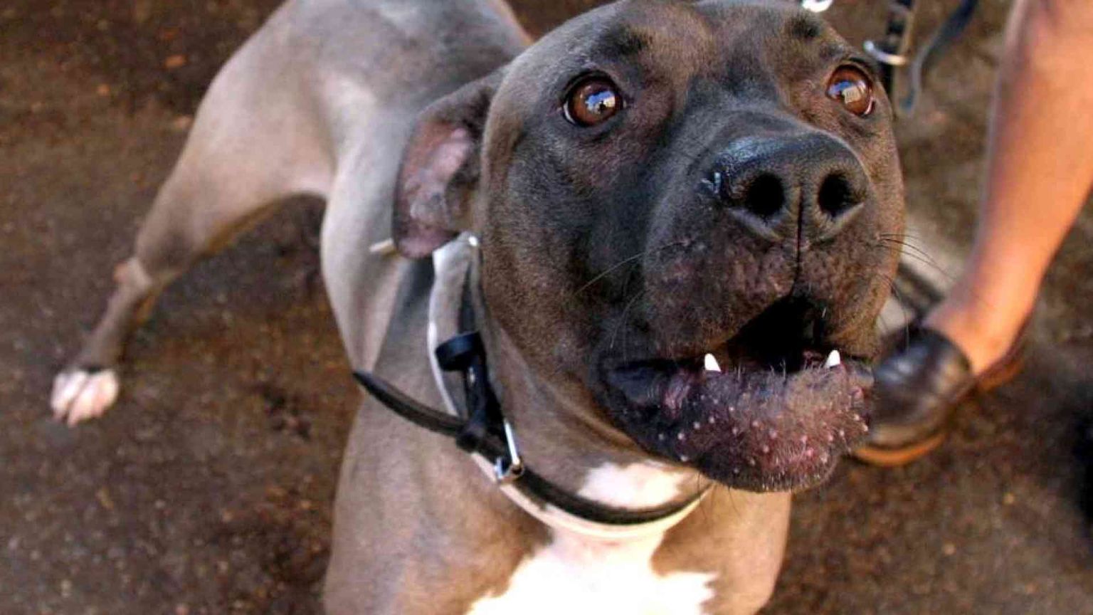 Azzannato dal pitbull di casa: muore bimbo di 5 mesi