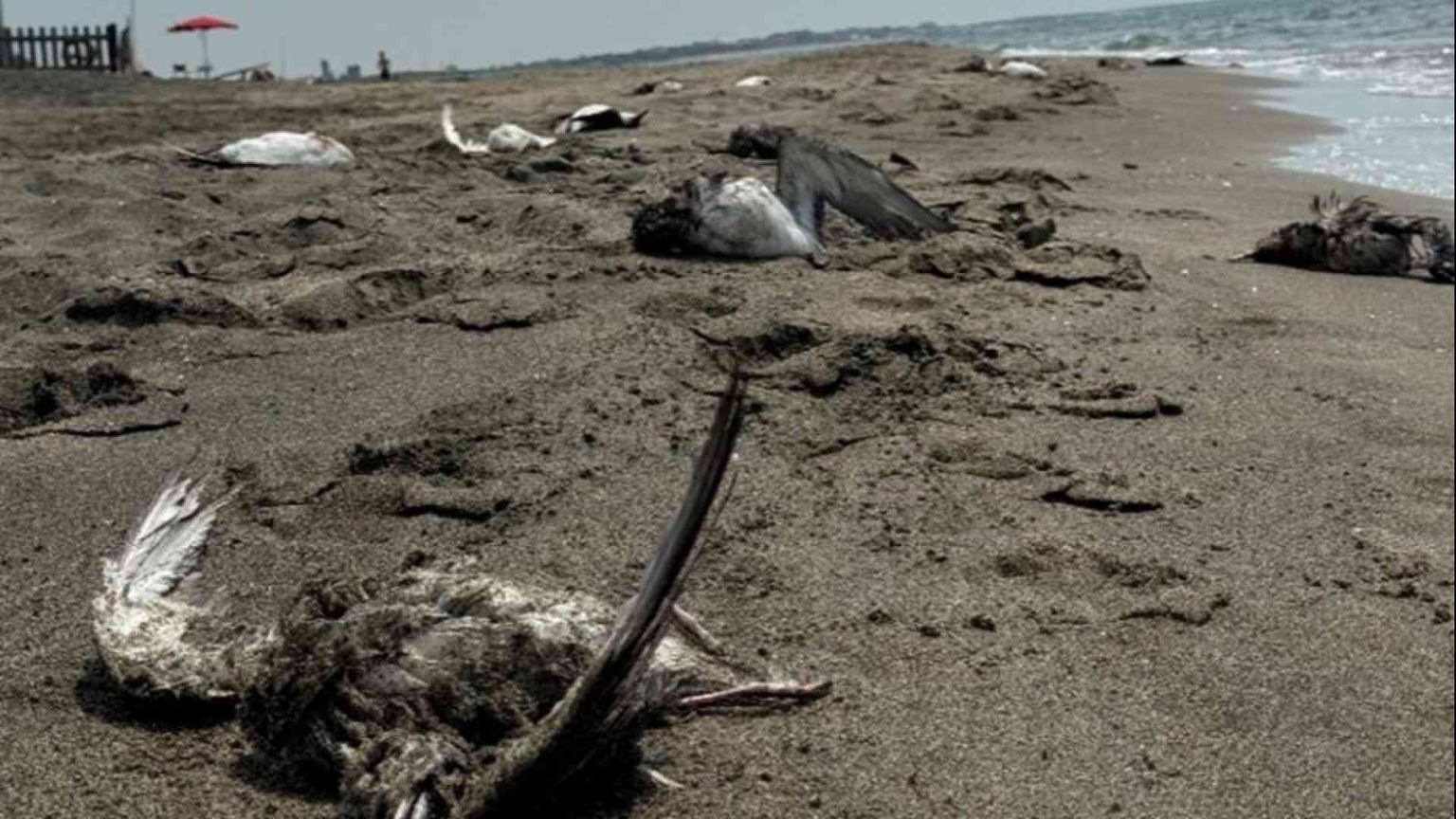 Litorale romano, strage di uccelli marini. La Lipu: sono le reti da pesca