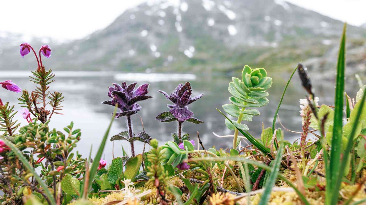 Ritorno in terra alta: anche la montagna è in transizione