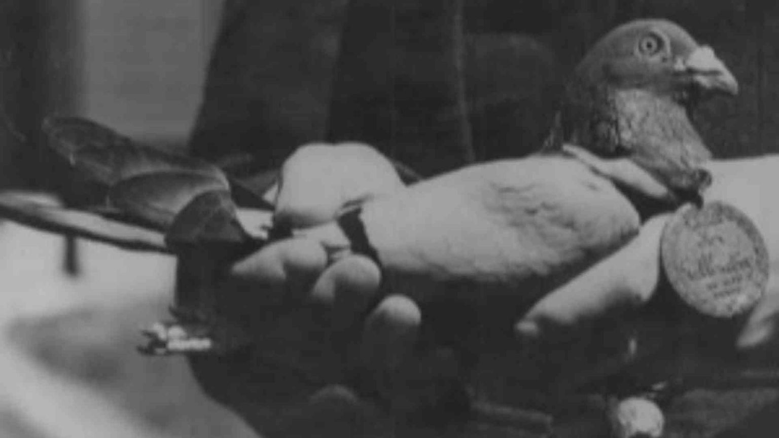 D-Day, in prima linea finirono perfino i piccioni. E furono medagliati