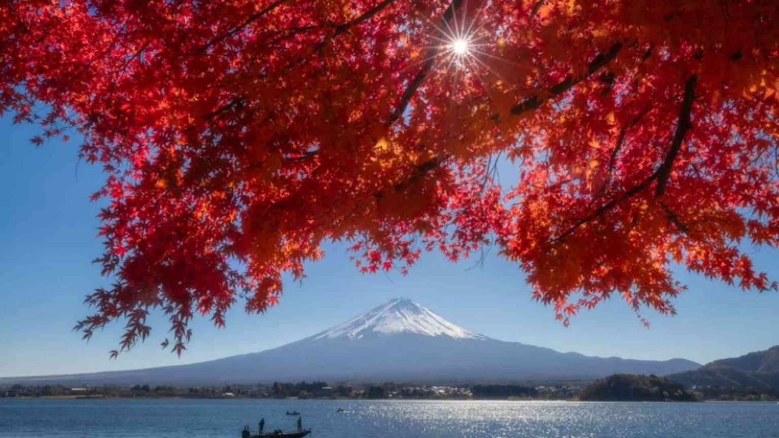 Non solo ciliegi, con gli aceri il Giappone si tinge di rosso