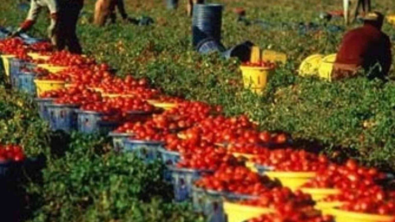 La schiavitù nei campi: e se ce ne sentissimo responsabili quando acquistiamo?