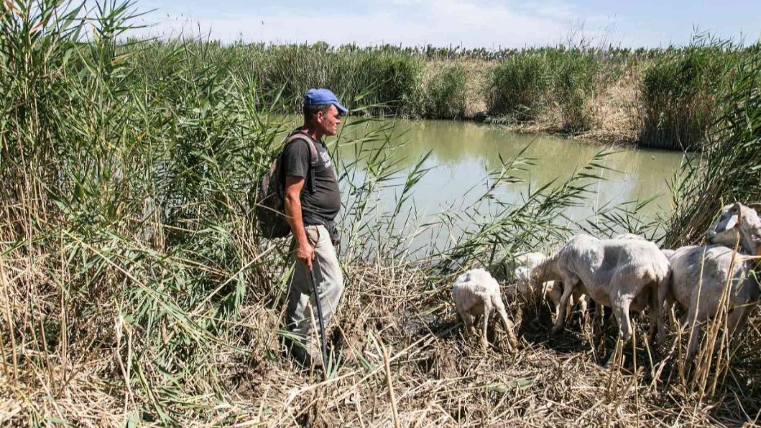 La siccità in Sicilia sta creando problemi a persone e animali