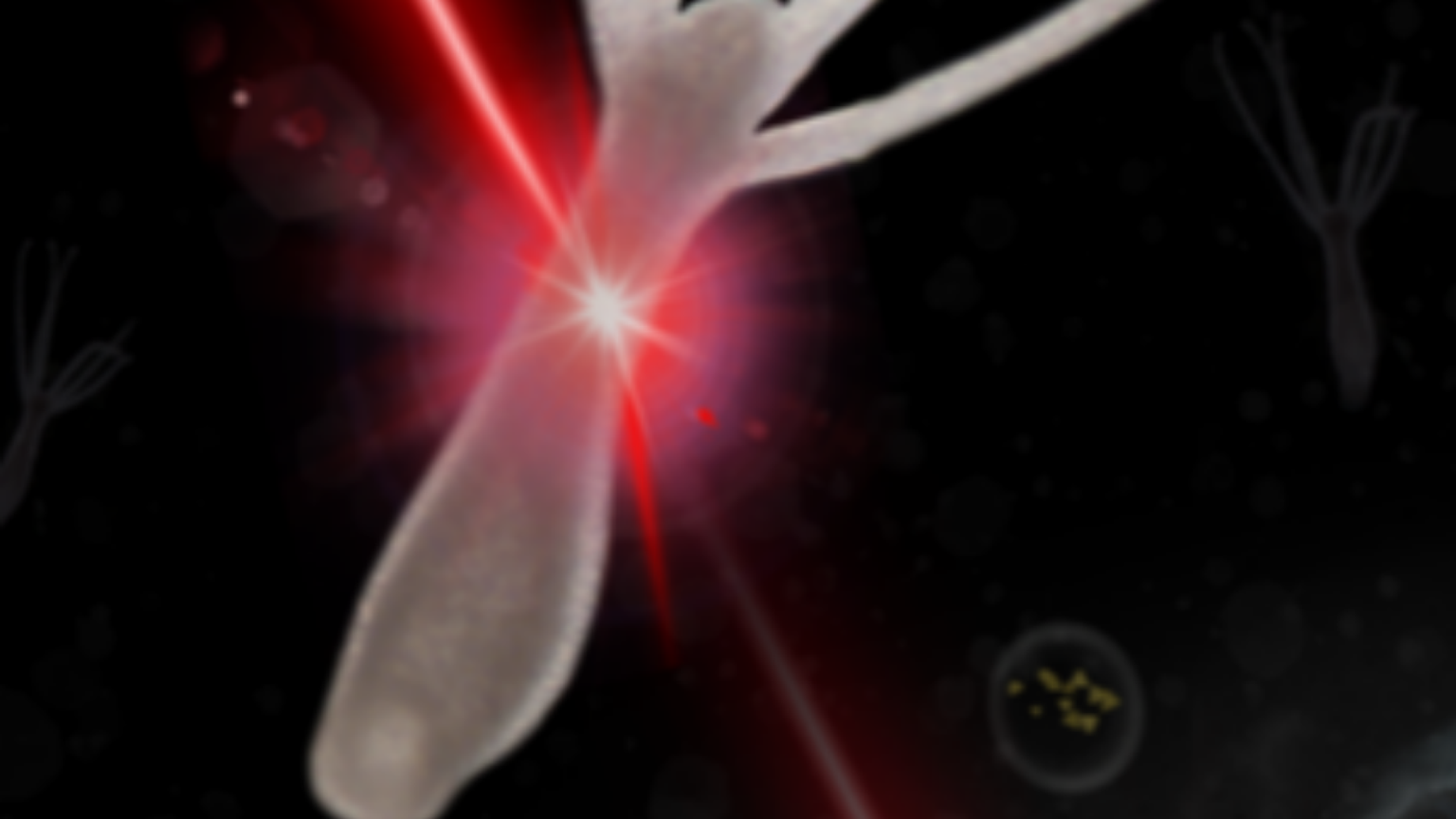 «Con la luce rigeneriamo i tessuti». Così le staminali si "accendono"