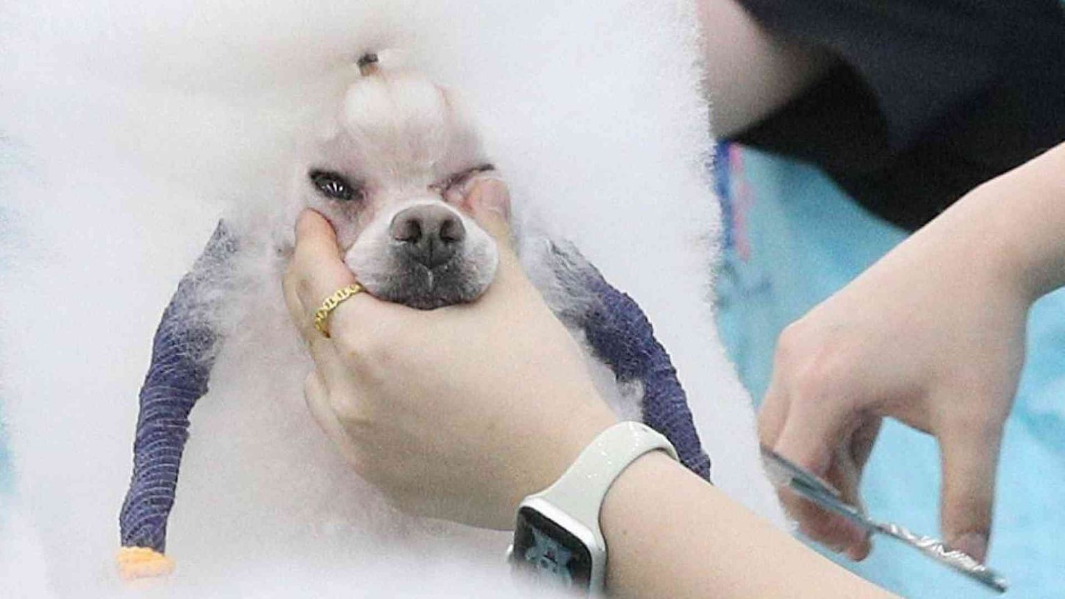 Muore il cane o il gatto? In Corea del Sud boom di clonazioni (a caro prezzo)