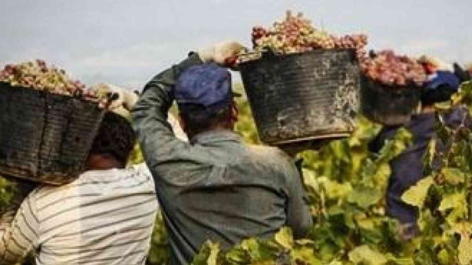 La storia dei 33 braccianti ridotti in schiavitù dai caporali indiani