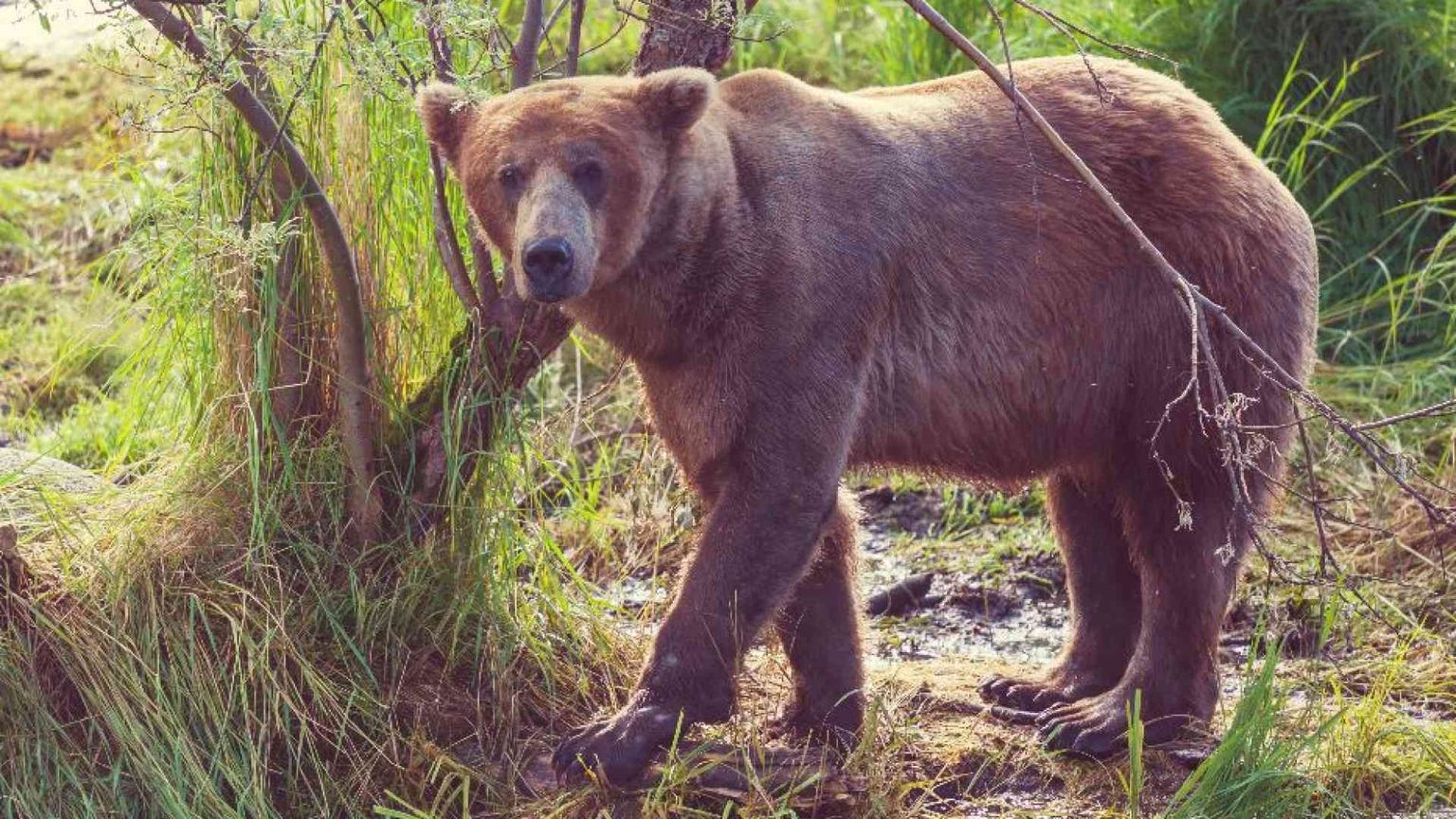 In Trentino un altro turista è stato aggredito da un orso