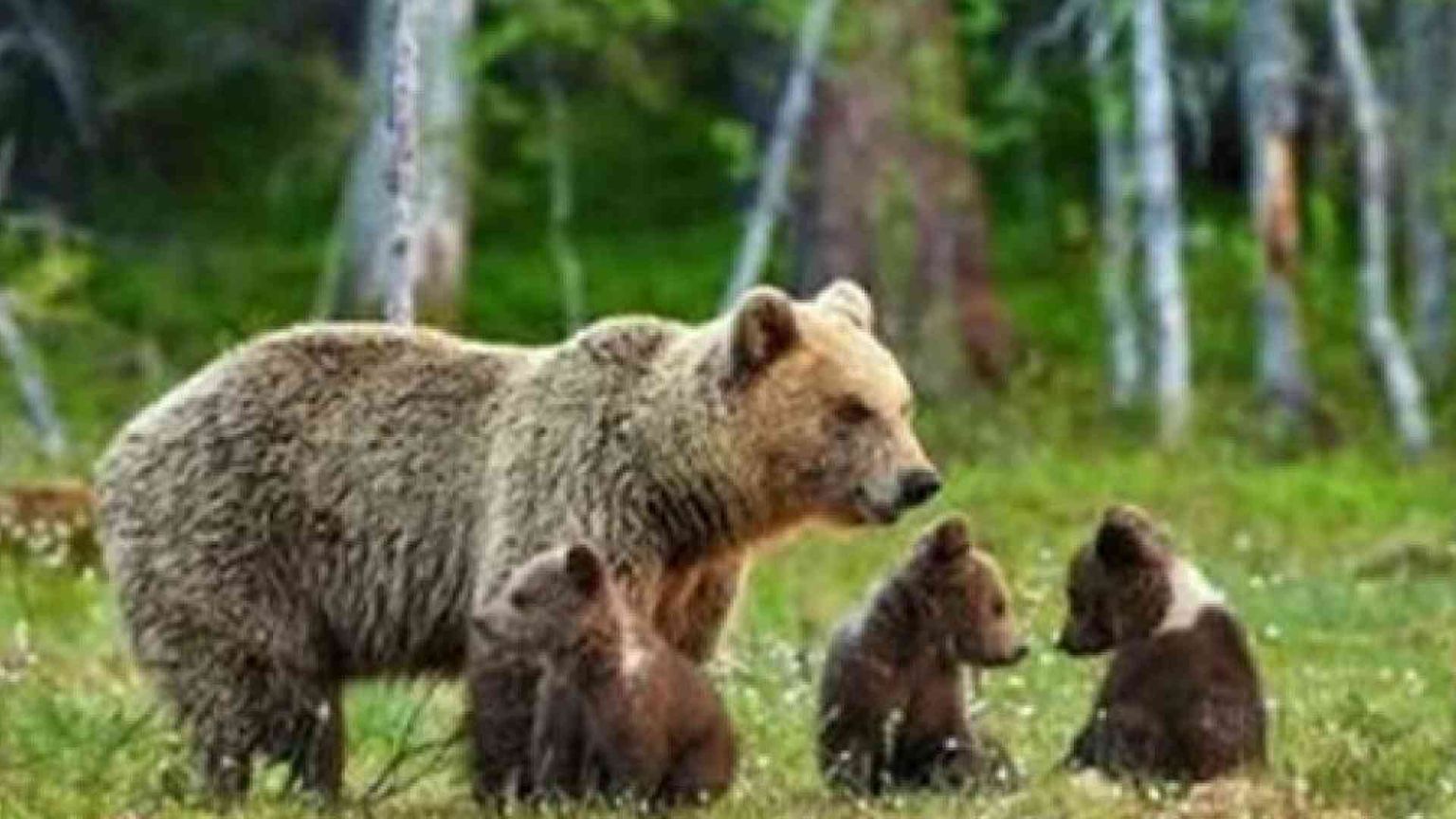 Perché l'orsa Kj1 è stata uccisa dopo aver aggredito un turista
