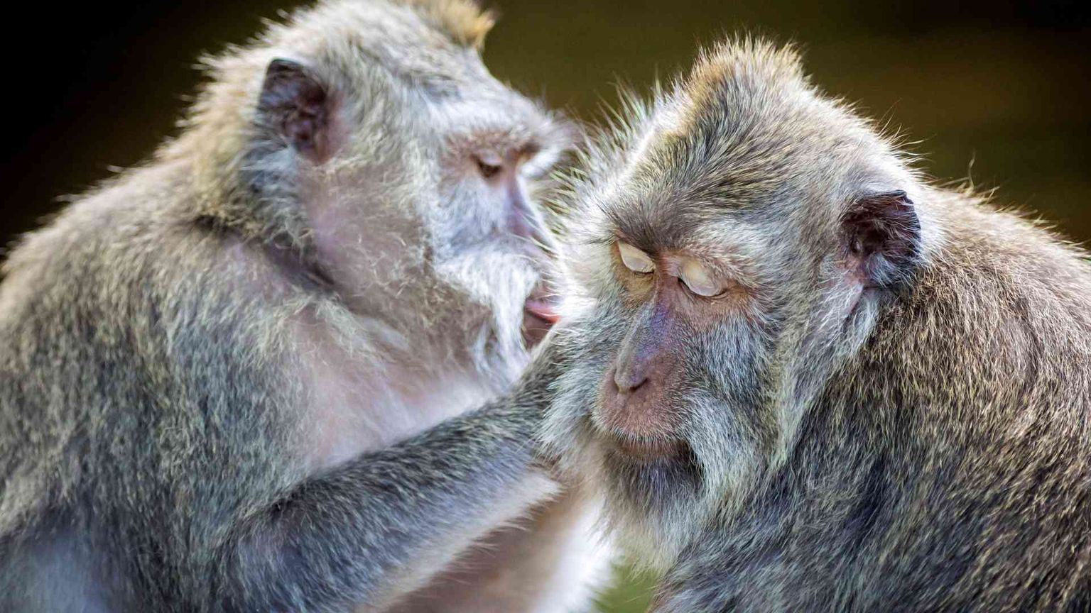 Vaiolo delle scimmie, «in Italia situazione sotto controllo». Cosa si rischia