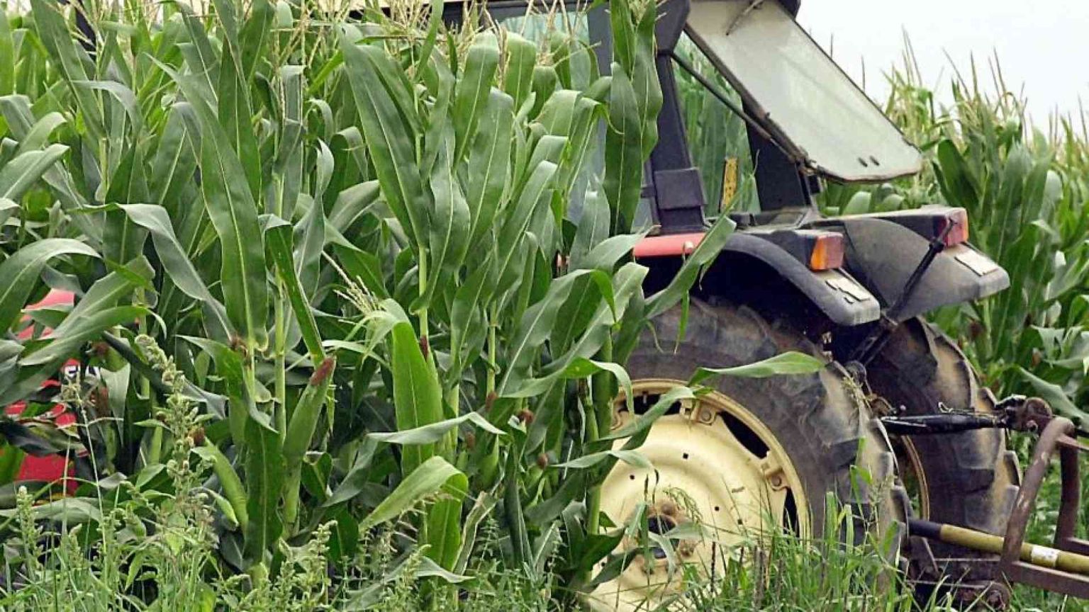 Caporalato in pianura Padana, mille braccianti nei campi per 17 ore al giorno