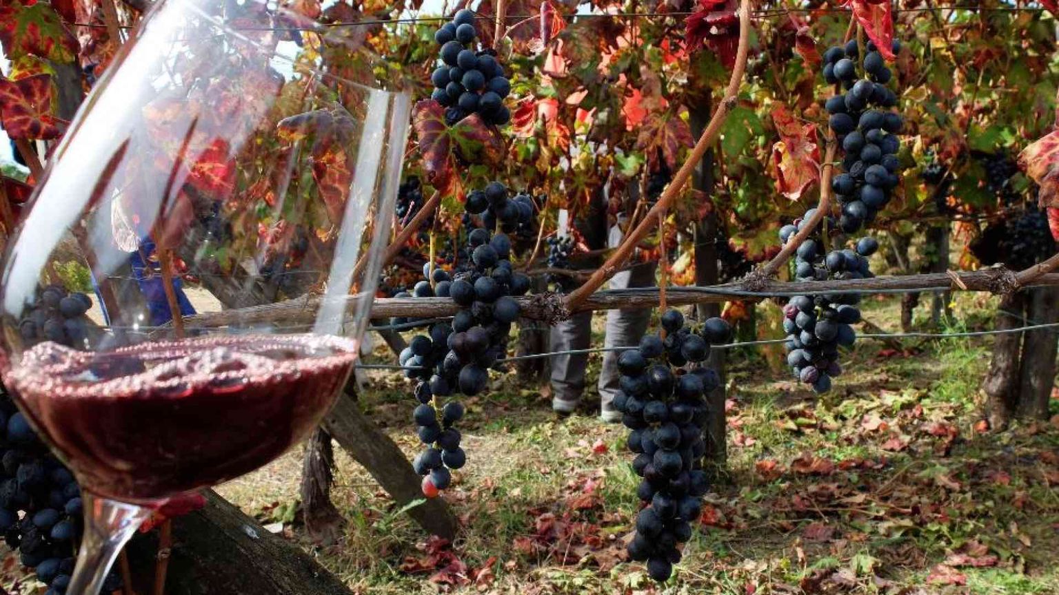 Un'arma contro il diabete dalle vinacce Aglianico