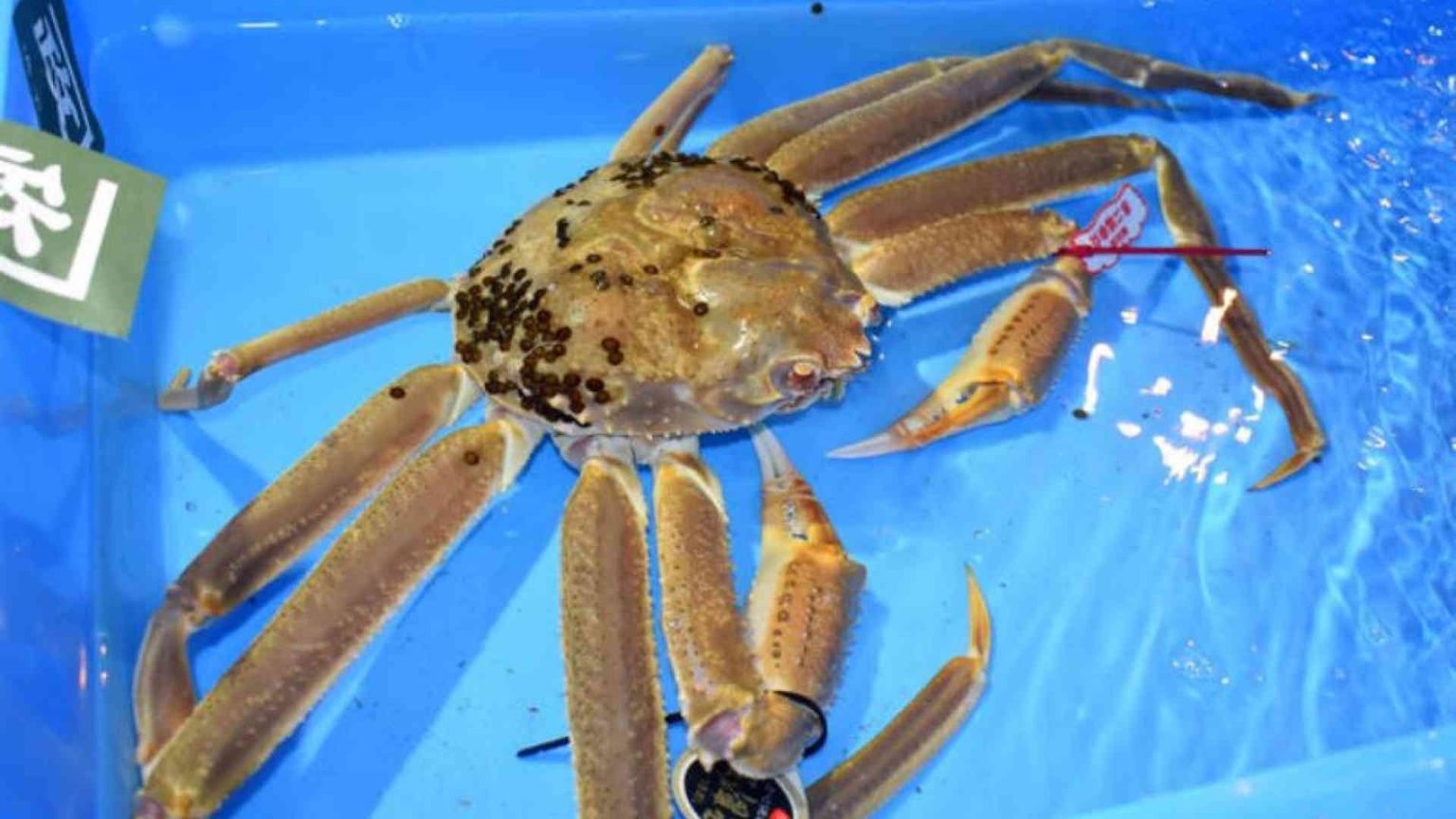 Tutti pazzi per il granchio: esemplare battuto all'asta per 9.200 euro
