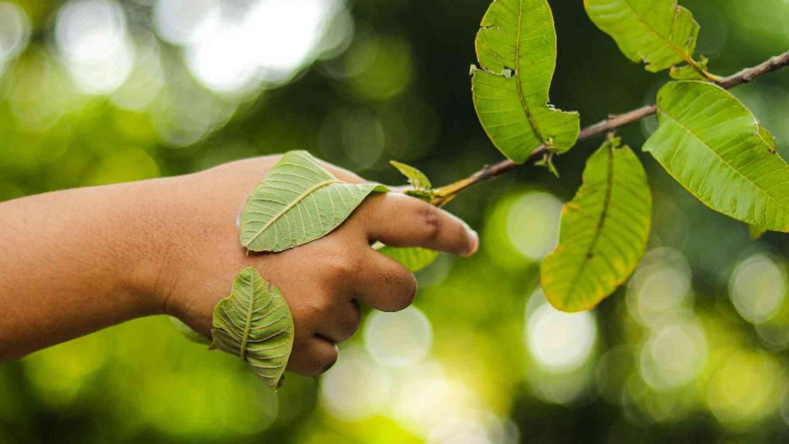 Così i Greci insegnarono la physis ai primi cristiani