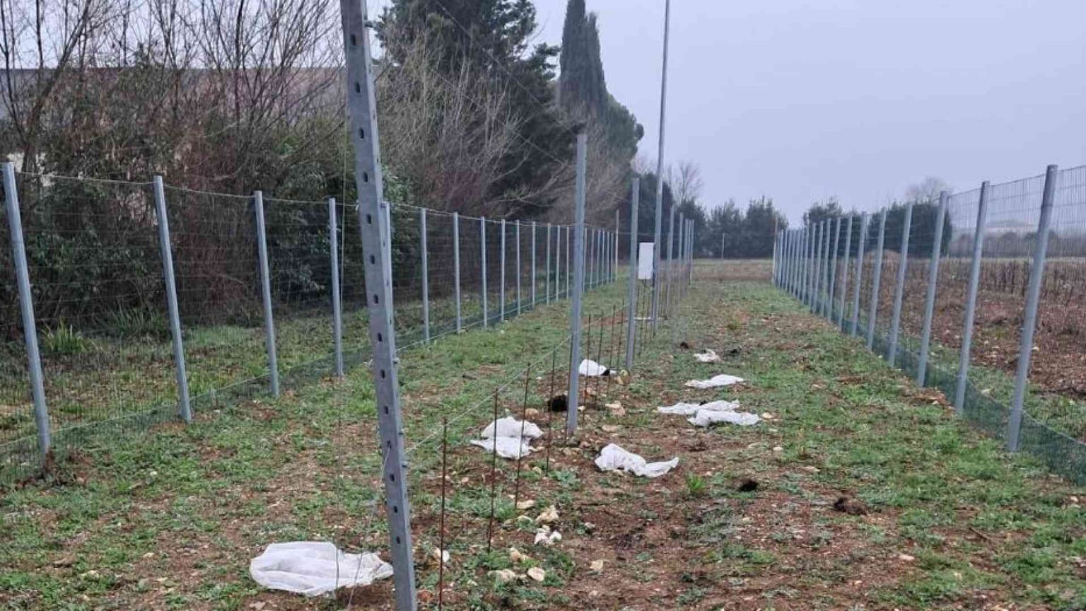 Dopo il riso la vite: altro attacco contro le sperimentazioni Tea