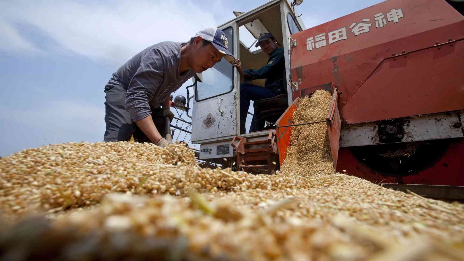 La Cina punta tutto sul grano