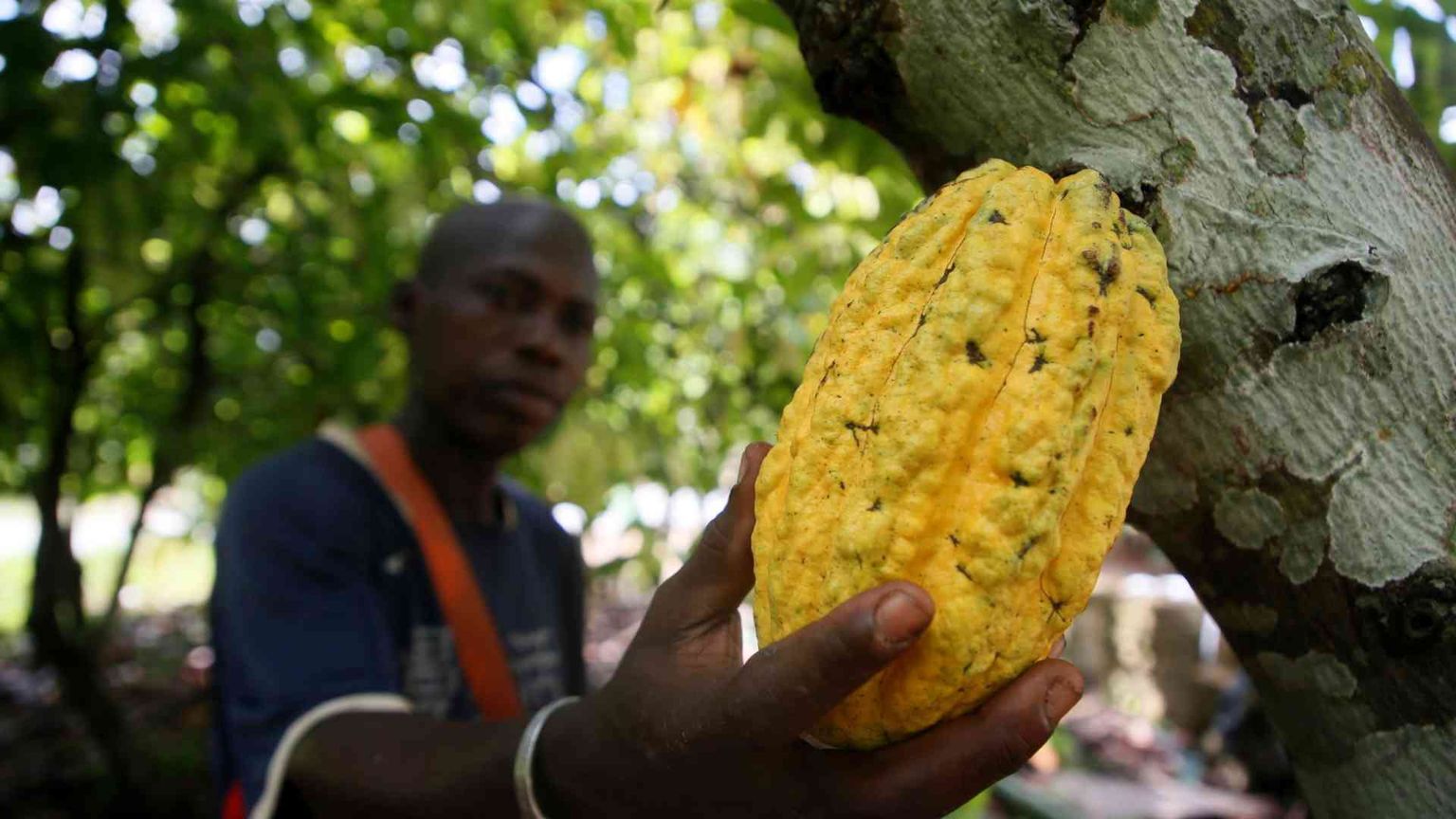 C’è troppo caldo, le piante non rendono: il prezzo del cacao è fuori controllo
