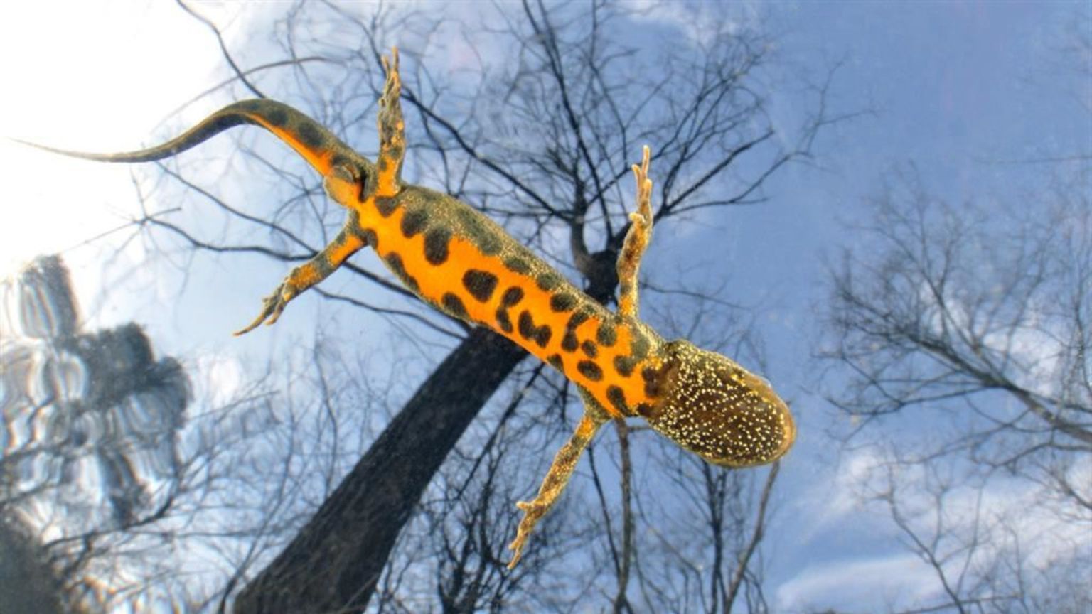 Il Paese della biodiversità: in Italia c'è il record europeo di specie