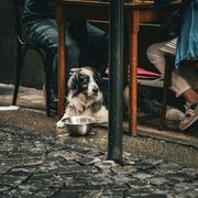 Nell'Italia senza figli le famiglie colmano la solitudine con gli animali