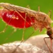 Malaria non ancora sconfitta. Ma i vaccini stanno cambiando tutto