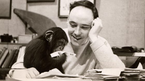 Addio a Desmond Morris. Con "La scimmia nuda"
rimise l’uomo dentro lo zoo
