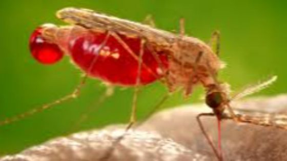 Malaria non ancora sconfitta. Ma i vaccini stanno cambiando tutto