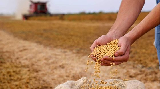 Effetto Hormuz, i prezzi globali del cibo sono ai massimi da quattro anni