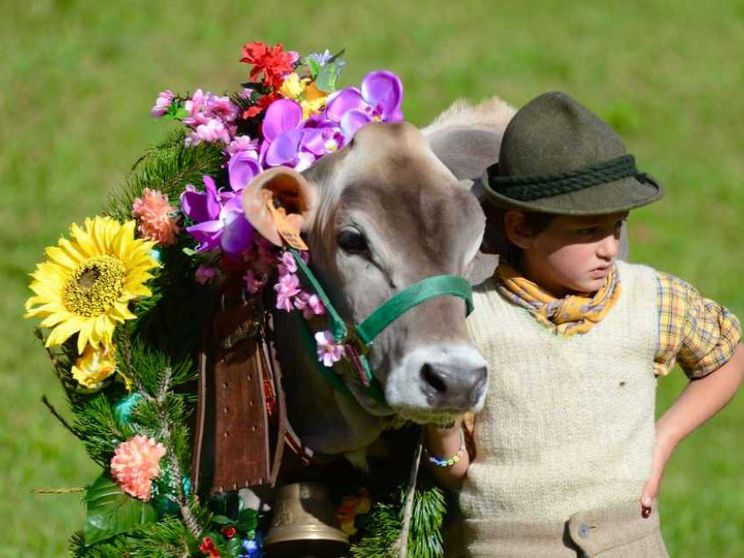 Il viaggio di Andrea con le sue mucche: così la transumanza diventa festa