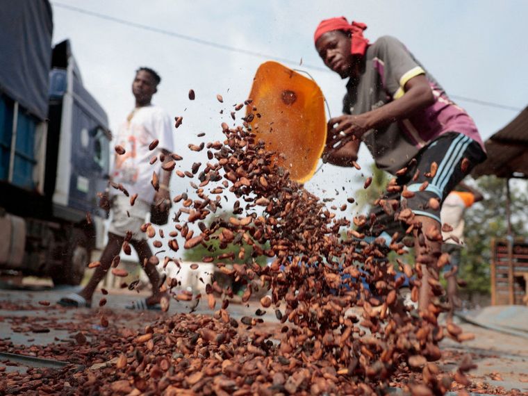 Il cacao crolla ma il cioccolato resta caro: la crisi nascosta dei contadini africani