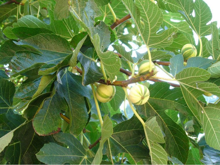 Fragile e delicata come la Sapienza del fico