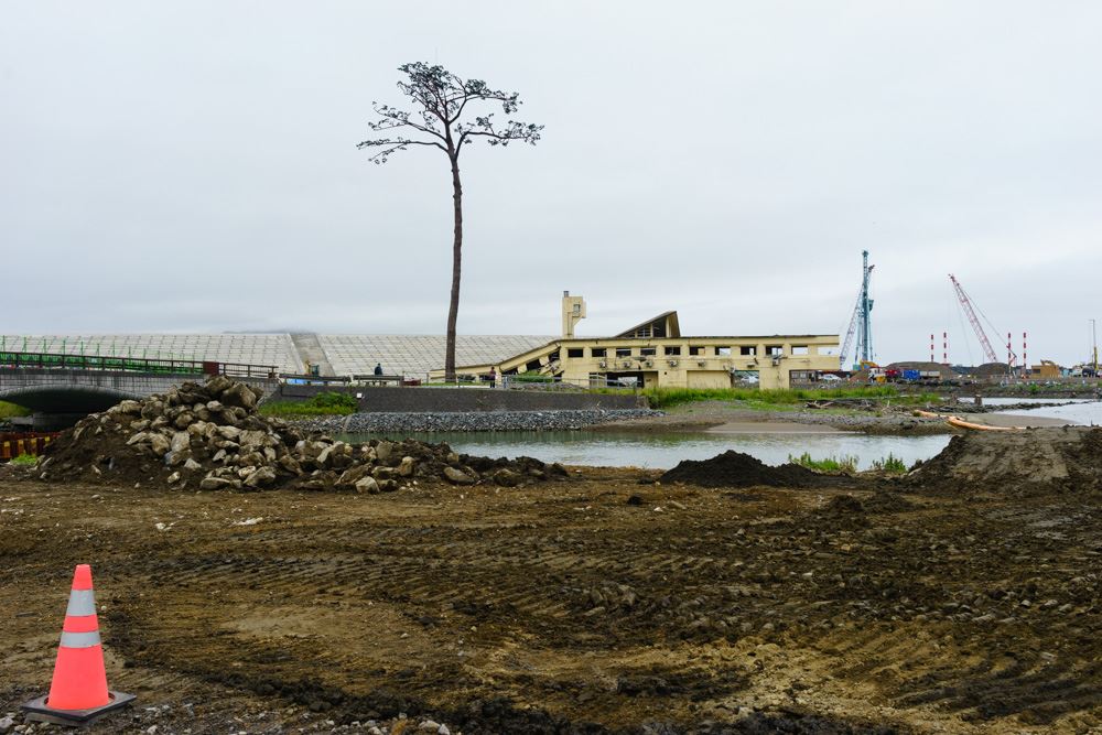 Rikuzen Takata (Iwate) – 2019.  Il famoso 'pino del miracolo', il solo sopravvissuto tra decine di migliaia, assurto a simbolo della rinascita della città