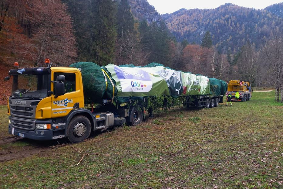 L'abete imbragato e pronto alla partenza sul tir speciale