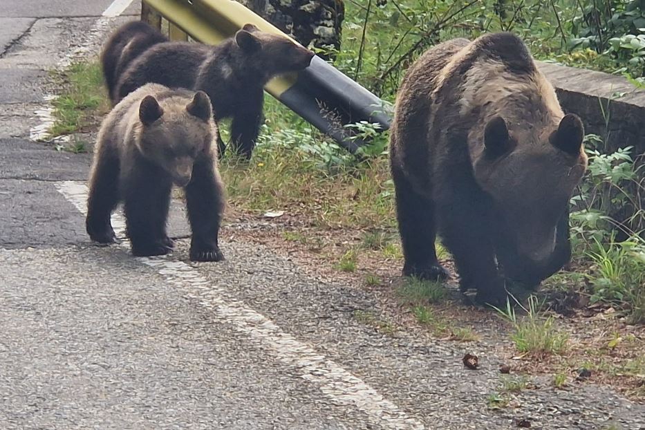 Un insolito incontro a bordo strada