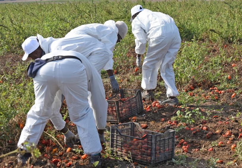 Lavoratori nei campi