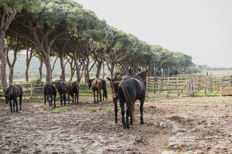 I cavalli del Parco della Maremma