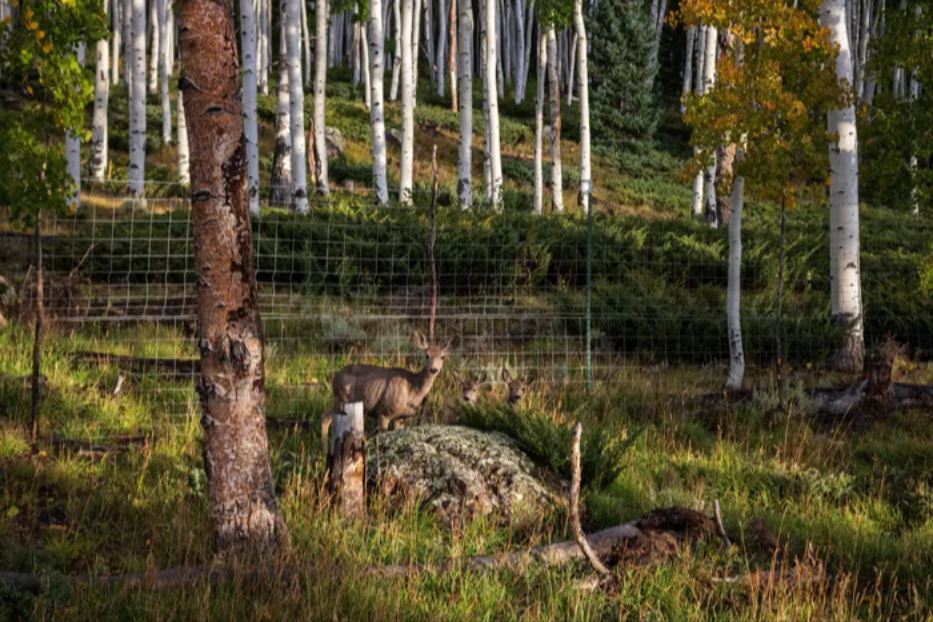 Cervi che mangiano germogli di Pando