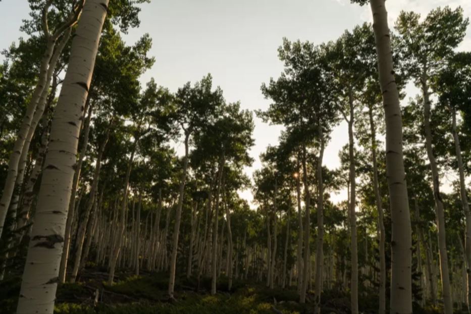 Pando è sopravvissuto alle malattie, alla caccia e alla colonizzazione. Sopravviverà alle minacce di oggi?