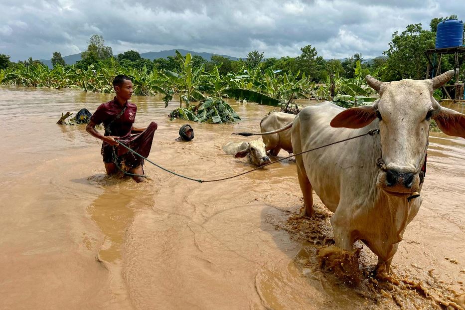 Due uomini cercano di portare in salvo il testiame nel villaggio allagato di Sin Thay vicino a Pyinmana nella regione di Naypyidaw