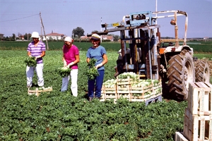 Agricoltori, record di assunti al Sud