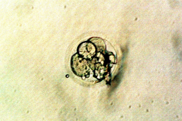 Embrione artificiale di topo creato in laboratorio