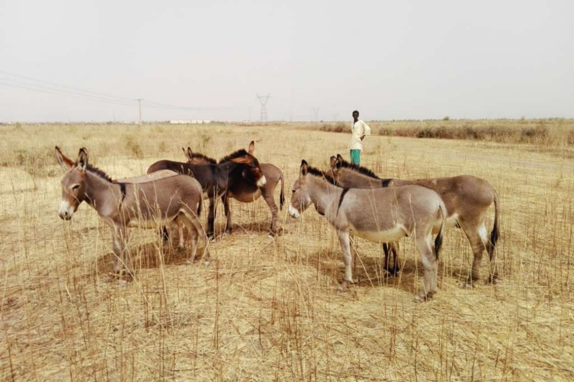 Combattere la povertà. Il grado di povertà in Senegal è molto elevato (48 per  cento), mentre il 15 per cento della popolazione vive in condizioni di insicurezza  alimentare. Ma questa situazione non è immutabile. Coinvolgendo le comunità locali  dei villaggi di Ballel Pathé, Sinthiou Diam Dior, Koundel, Sadel, Woudourou e delle  città di Matam e Ourossogui, Green Cross punta a potenziare la cosiddetta  resilienza, garantendo prospettive di impiego e di benessere futuro, per fornire una  valida alternativa al fenomeno migratorio irregolare. - 