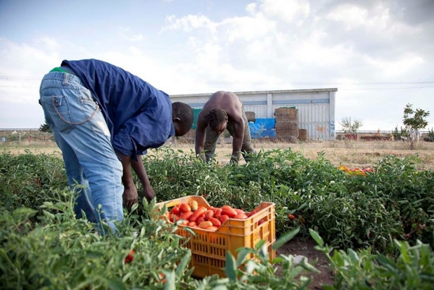 Lavoratori Schiavi. Pane, Acqua... E Dire «sì Padrone»