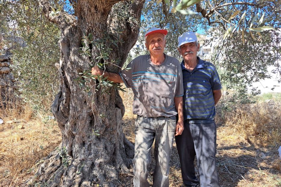 Da sinistra, Khalil e Carlos sono dovuti andare a raccogliere le olive nella terra di un vicino a Beit Jala perché, dal 7 ottobre, l’accesso al loro campo a al-Makhrour è stato chiuso dall’esercito israeliano