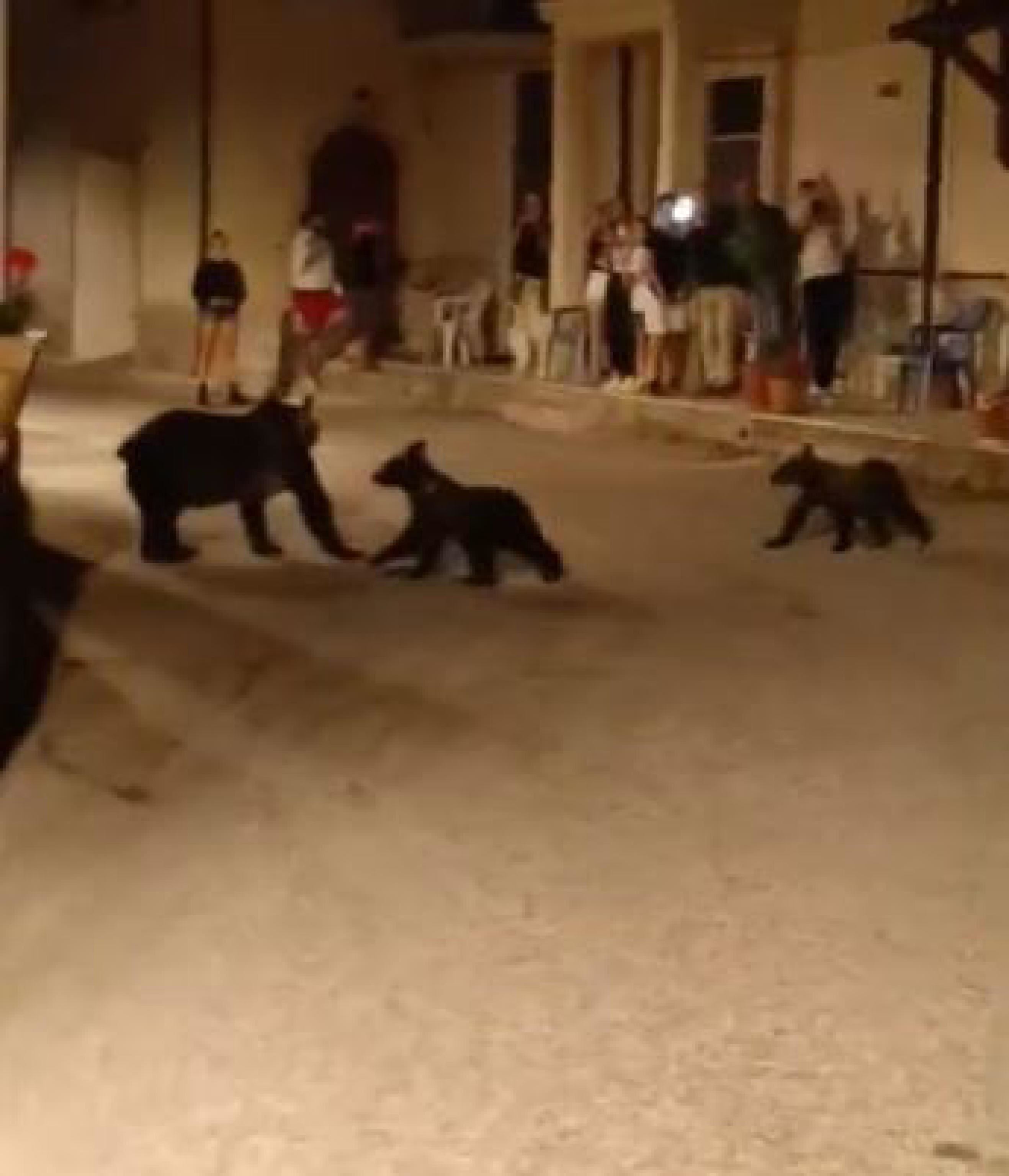 L'orsa uccisa con i cuccioli