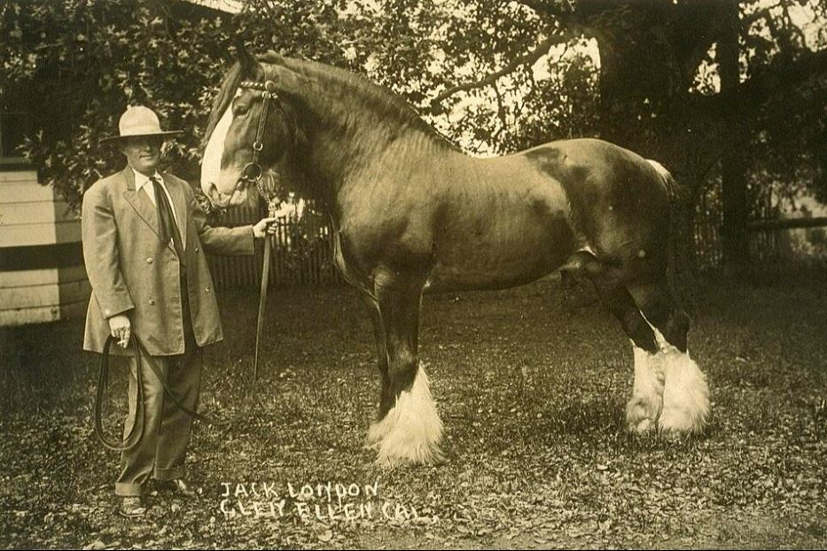 Jack London in posa con un cavallo a Glen Ellen, California, prima del 1916